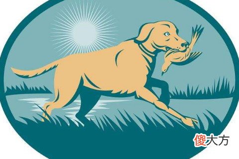属狗彻底死心的表现