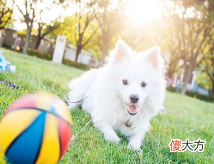 2021年属狗财运如何