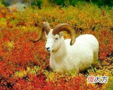 2015年属羊的人是什么命