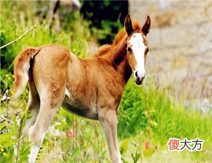 属马人2021年结婚好吗