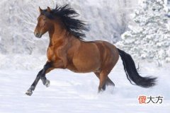 属马男人命好不好