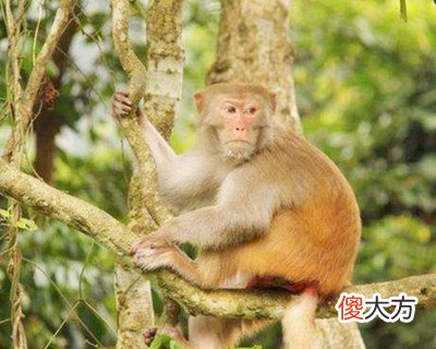 1980年属猴的人是什么命
