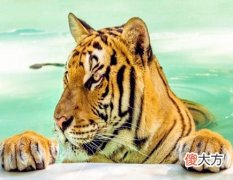 属虎人2021年结婚好吗