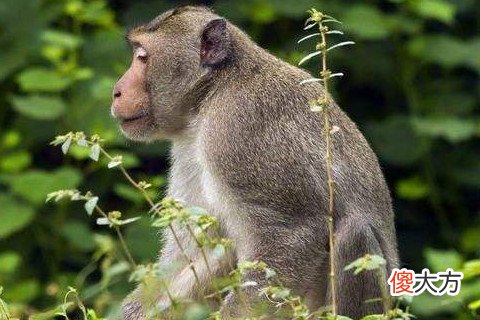 属猴的特点和特征