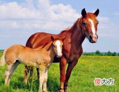 属马男人的感情弱点