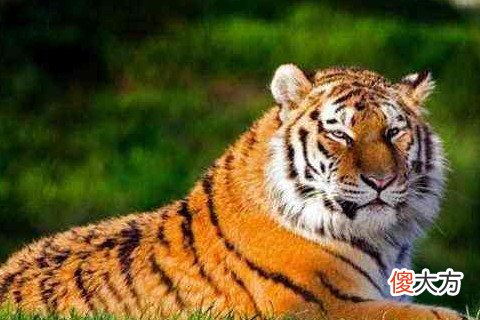 生肖虎和什么生肖最配