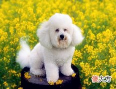 属狗人2021年结婚好吗