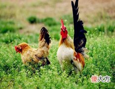 属鸡女人的感情弱点