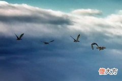 白羊男离不开什么样的女人类型