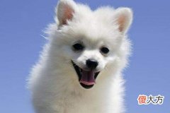 属狗一生运程好不好