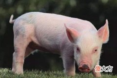 属猪男人喜欢什么女人