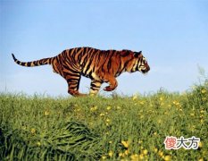 属虎2020年的贵人有哪些