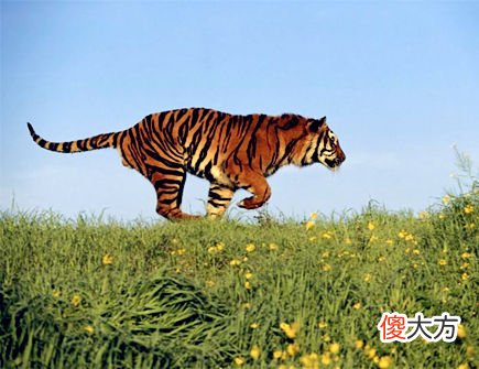 属虎2020年的贵人有哪些