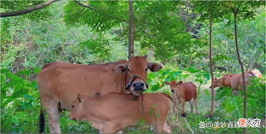 【爱历史】所有熬不过去的事儿，都值得再熬一下，百里奚是怎么逆袭的？