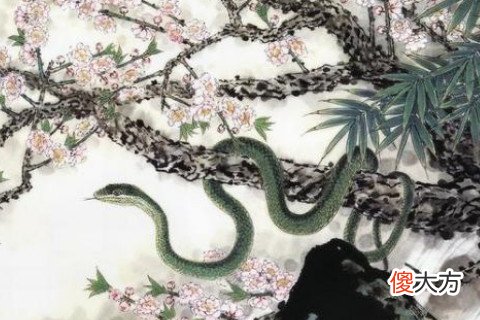 属蛇的女人几月出生命最好
