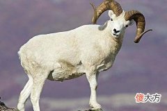 属羊男爱你的表现有哪些