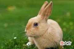 属兔女生爱上你有哪些预兆