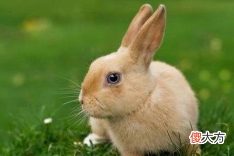 属兔女生爱上你有哪些预兆