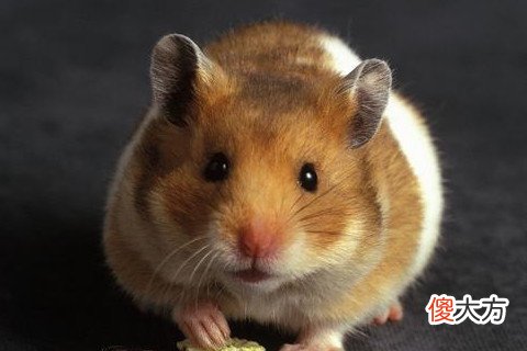 属鼠的人一生命运如何