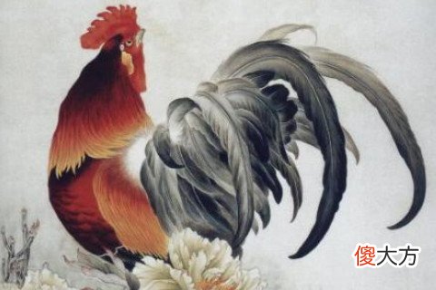 属鸡的人一生命运如何