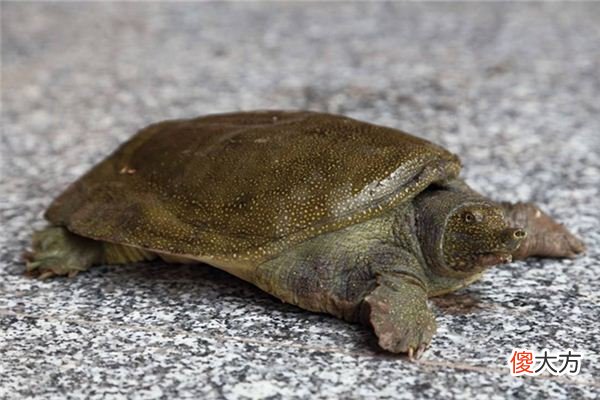 梦见鳖、甲鱼_做梦梦到鳖、甲鱼是什么意思