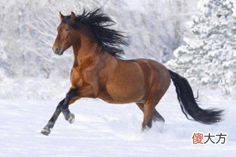 属马的感情弱点是什么