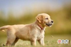 属狗的感情弱点是什么