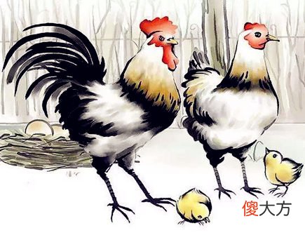 属鸡人家里养什么植物好