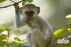 属猴感情的禁忌有哪些方面