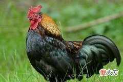 属鸡感情的禁忌有哪些方面
