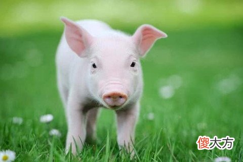 属猪感情的禁忌有哪些方面