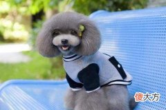 属狗人几月出生命最好