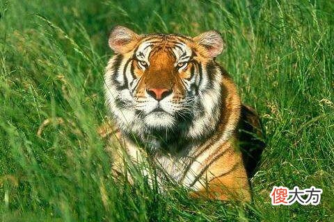 属虎感情的禁忌有哪些方面