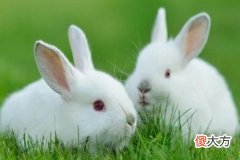 属兔感情的禁忌有哪些方面