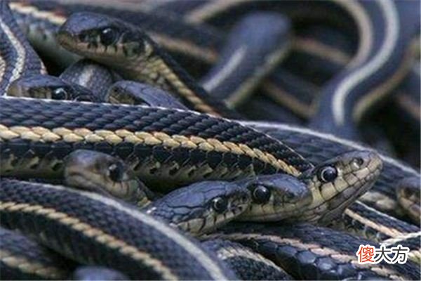 梦见很多蛇_做梦梦到很多蛇是什么意思