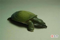 梦见王八_做梦梦到王八是什么意思