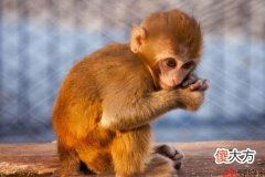 属猴的男人对待感情如何