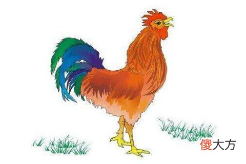 属鸡的男人对待感情如何