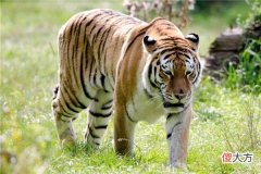 梦见猛兽_做梦梦到猛兽是什么意思