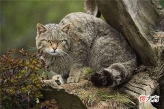 梦见野猫_做梦梦到野猫是什么意思