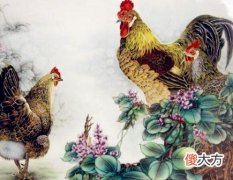 属鸡人家里摆放什么好