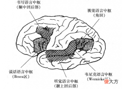 如何判断语言发育迟缓，有哪些表现，为什么多数孩子都流口水？