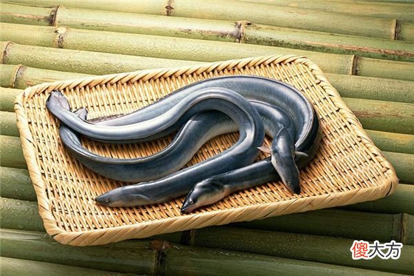 梦见鳗鱼_做梦梦到鳗鱼是什么意思
