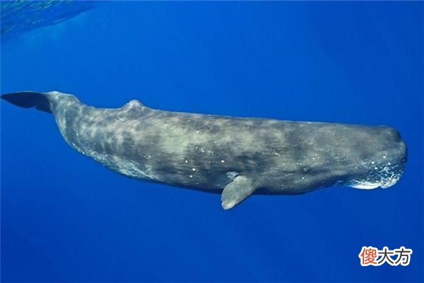 梦见鲸鱼_做梦梦到鲸鱼是什么意思