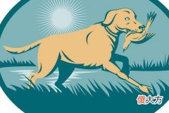 属狗的人终身命运好不好