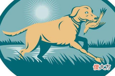 属狗的人终身命运好不好
