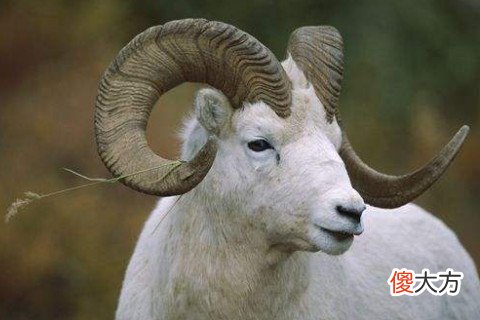 属羊的男生性格及脾气