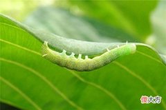 梦见毛毛虫_做梦梦到毛毛虫是什么意思