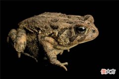 梦见蟾蜍_做梦梦到蟾蜍是什么意思