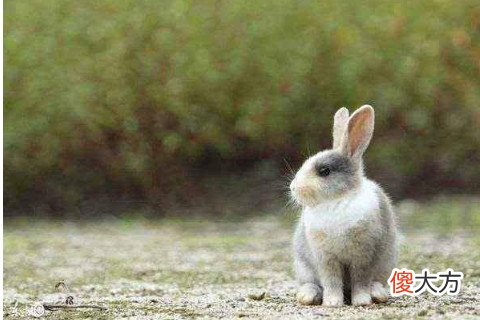属兔的女生性格及脾气